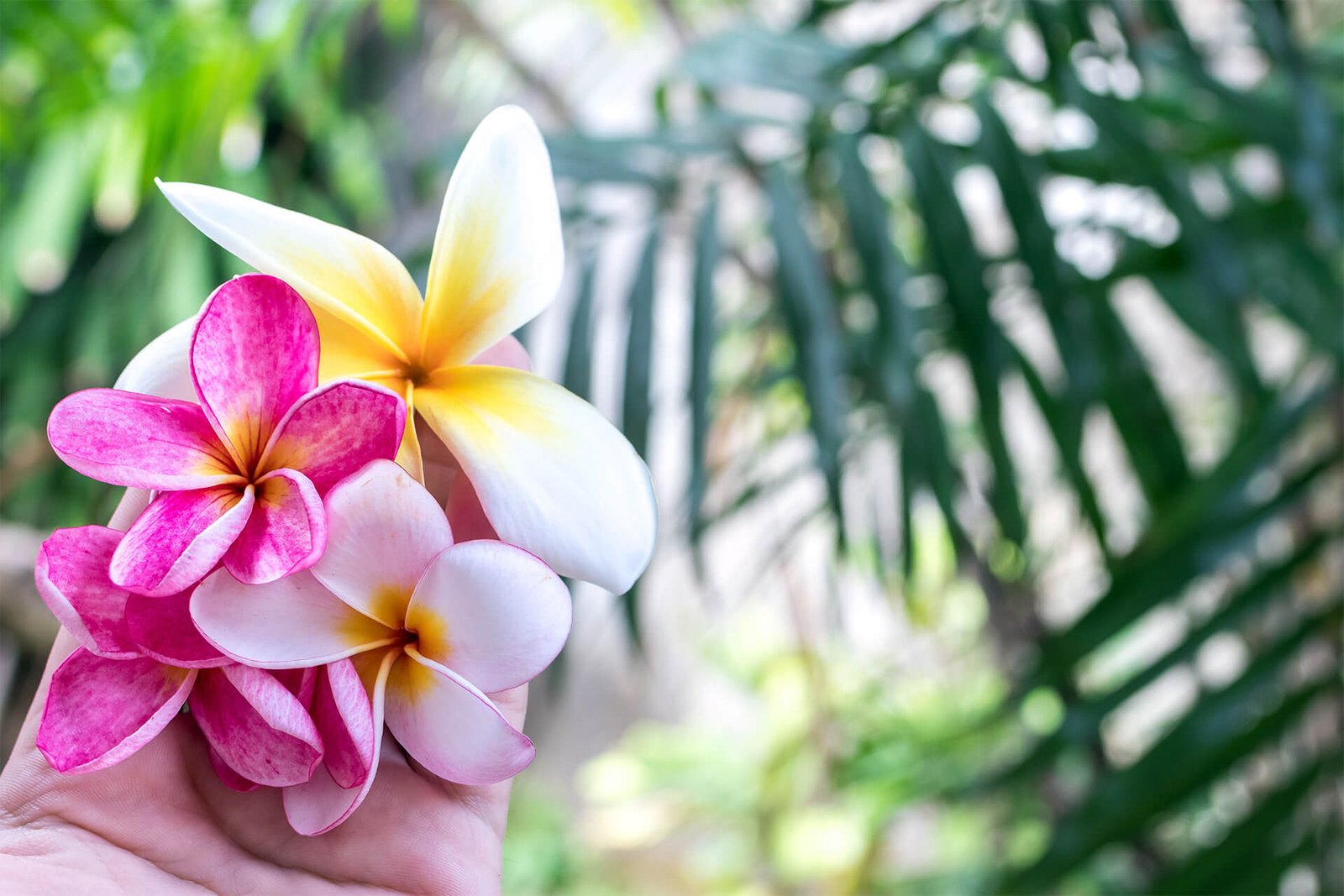 Every Bloom Is a New Beginning